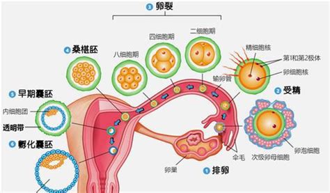 长沙小产假