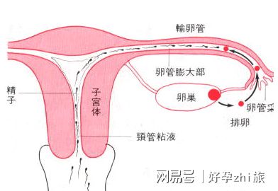 阴超没孕囊查血怀孕了
