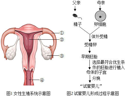 顺产