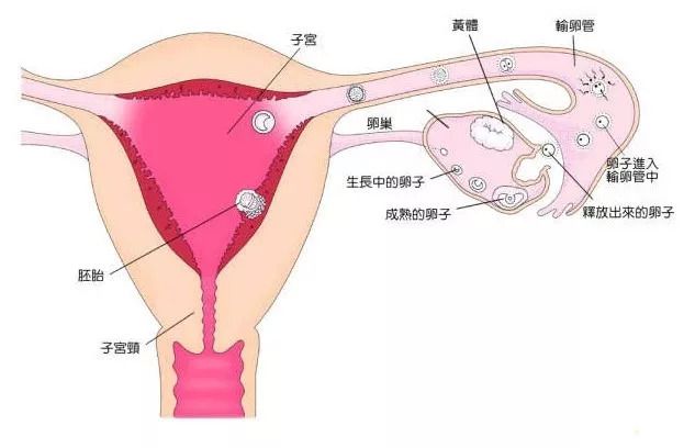 青春期育儿