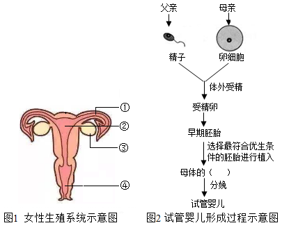 内裤