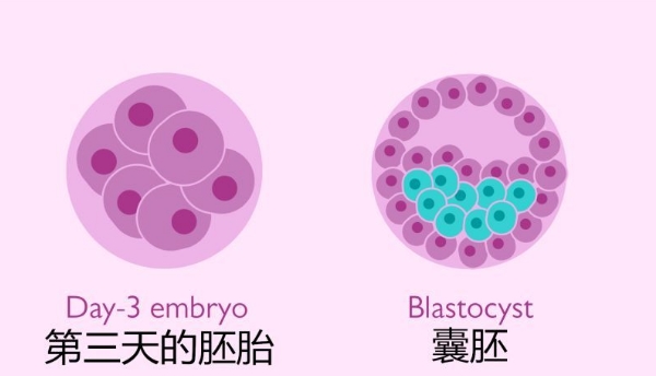 雄性不育