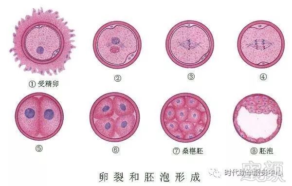 雄性不育