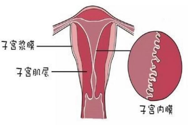 产后会阴撕裂