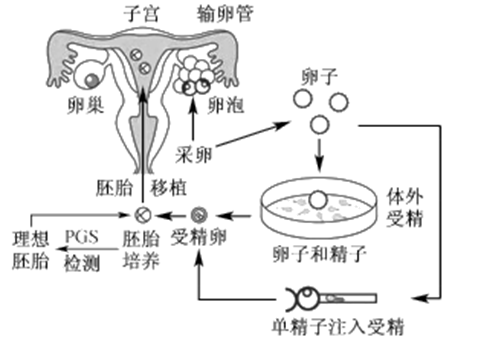 泉州试管私立医院